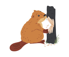 Cute beaver chewing wood flat vector illustration, cartoon wild animal eating tree trunk isolated fauna design © sabelskaya