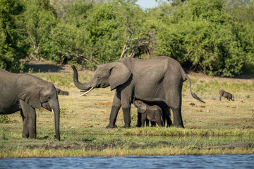 Obraz premium elephants in the wild