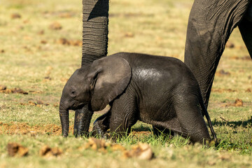 elephant in the grass