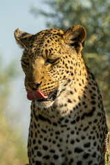 portrait of a leopard
