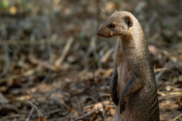 Mongoose in wild
