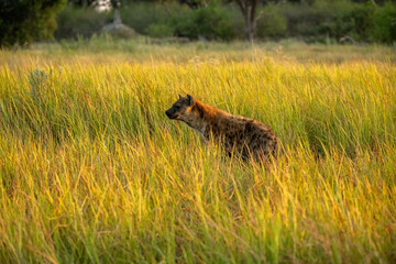 hyena in the grass 