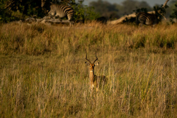 animal in the savannah