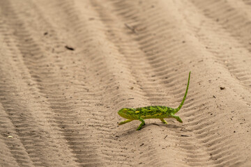 Chameleon on sand