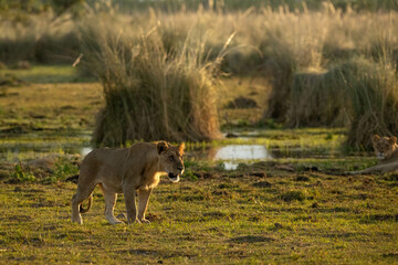 Lion walking