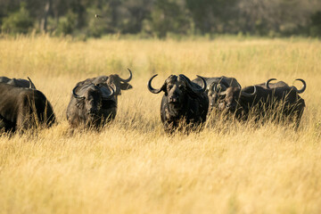 cape buffalo in the savannah