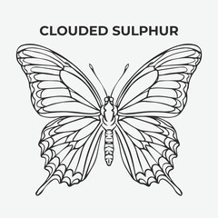 Clouded Sulphur butterfly Detailed Outline for Artistic Coloring. Vector Illustration
