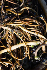 Tangled kelp strands on rocky coast