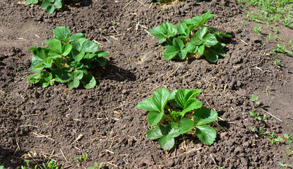 some strawberry seedlings growing on the ground in the garden