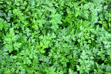 a close up of a bunch of parsley
