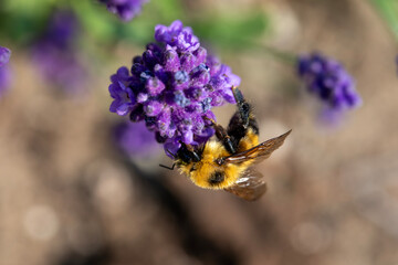 A bumblebee on a flowering lupine plant.