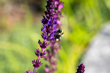 A bumblebee on a flowering lupine plant.