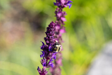 A bumblebee on a flowering lupine plant.