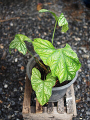 Araceae Cercestis  mirabilis plant and caladium in pot colorfull leaves