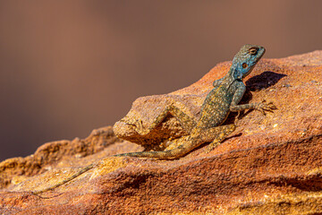 Colorful Lizard Basking on Sandstone Rock in Petra, Jordan: Vibrant Wildlife in the Ancient Nabatean City