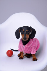 duchshund cachorro fofa vestida para o inverno 