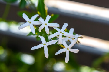 Close up of the fragrant flowers of Twisted Jasmine scientific name Jasminum tortuosum growing in...