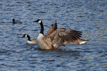 Some beautiful Canada Geese on a winter morning. The Canada goose, is a large wild goose with a black head and neck, white cheeks, white under its chin, and a brown body.