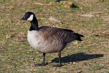 A beautiful Cackling Goose on a winter morning. The Cackling Goose, is a medium-sized wild goose with a black head, a short black neck, white cheeks and white under its chin with a brown body.