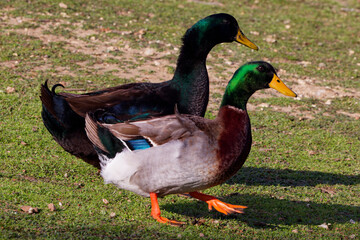 A beautiful Mallard (Male) +Hybrid on a winter morning. The male’s gleaming green head, gray flanks, and black tail-curl arguably make it one of the most easily identified ducks.
