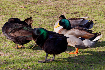 Some beautiful Mallards (Male) +Hybrids on a winter morning. The male’s gleaming green head, gray flanks, and black tail-curl arguably make it one of the most easily identified ducks.