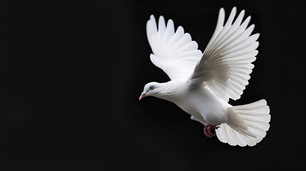 Flying White Dove on Black Background White,
white dove isolated on black 3D Image