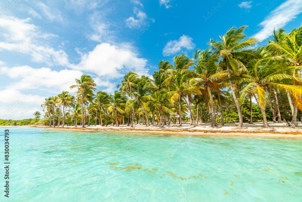 Poster Palm trees by the sea in a tropical beach