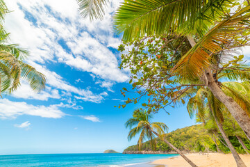 Palm trees and golden sand in a tropical beach in Guadeloupe
