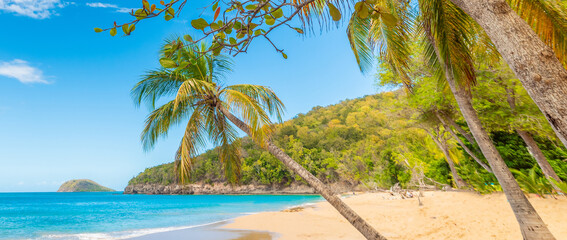 Palm trees and golden sand in a beach in Guadeloupe