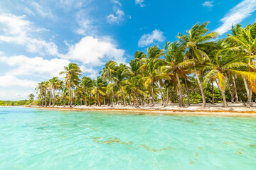 Palm trees by the sea in a tropical beach