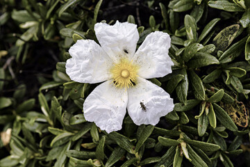 White Cistus Ladanifer Flower with Insect Close-Up