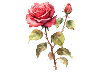 Watercolor floral bouquet composition with red roses, isolated white background