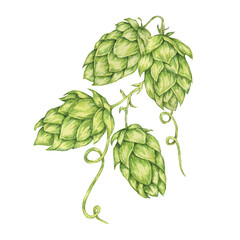 Obraz premium Hop cones watercolor illustration. Green humulus lupulus vine for Oktoberfest, St. Patrick's day celebration, beer brewing industry. Hops plant clipart for brewery design, beer label, menu
