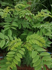 Gliricidia plant at dairy farm