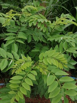 Gliricidia plant at dairy farm