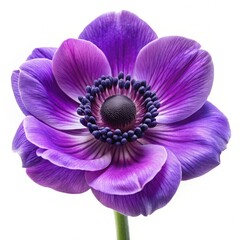 Close Up of a Purple Anemone Flower on White Background. Generative AI