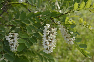 Group of white flowers of Robinia pseudoacacia in May