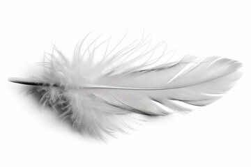 Obraz premium A soft feather falling gently, signifying peaceful slumber, isolated on a white background 