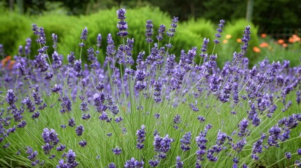 Obraz premium Lavender field in bloom, vibrant and fragrant, natural beauty, serene and peaceful, colorful flowers, sunny day, lush and alive, bright setting, copy space.