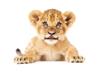 Adorable baby lion cub with a tiny roar isolated on white background