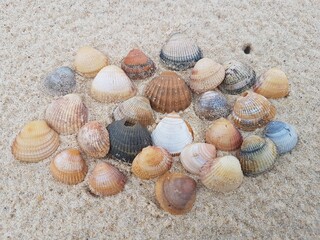 Land art avec des coquillages sur la plage des Landes