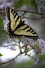 Canadian Tiger Swallowtail butterfly on lilacs