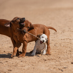 Playing puppies by the seaside