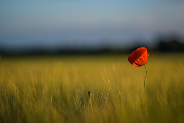 Mohnblume im Getreide 