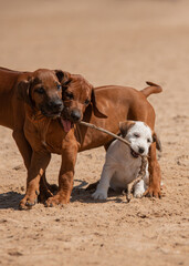 Playing puppies by the seaside