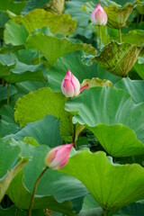 Lotus flowers bloom on the surface of the lake