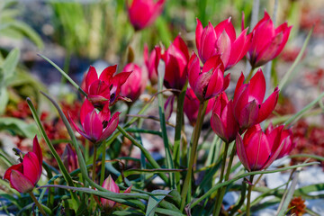 Tulipa Little Beauty in spring garden. Growing bulbs in the garden