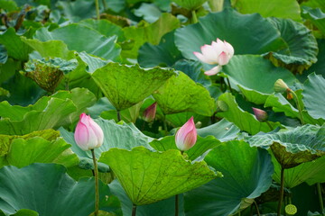 Lotus flowers bloom on the surface of the lake