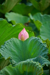 Lotus flowers bloom on the surface of the lake