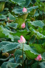 Lotus flowers bloom on the surface of the lake